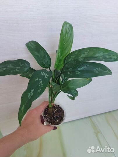 Аглаонема, сциндапсус, филодендрон