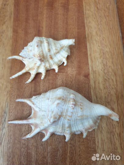 Ракушки морские
