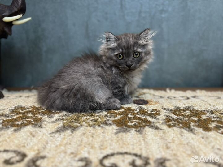 Котята Манчкин