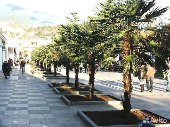 Агавы и пальмы