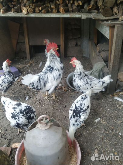 Куры и петух леггорн далматинец