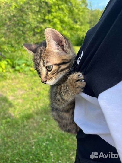 Кошка в дар бесплатно