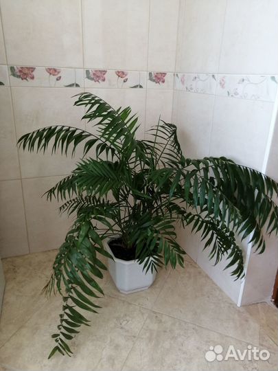 Продам комнатные растения