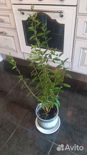 Гранат комнатный Гранада