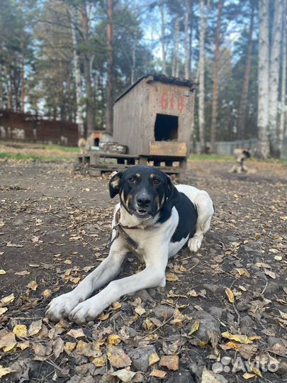 Собака в добрые руки