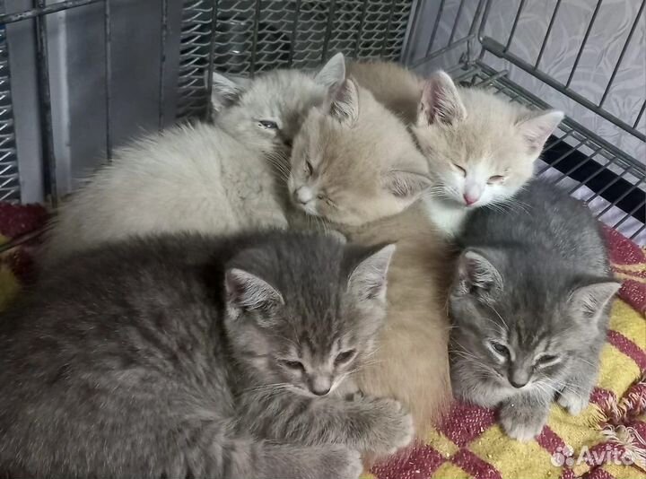 Очаровательный котята