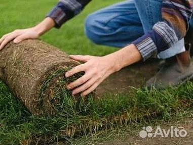 Газон рулонный