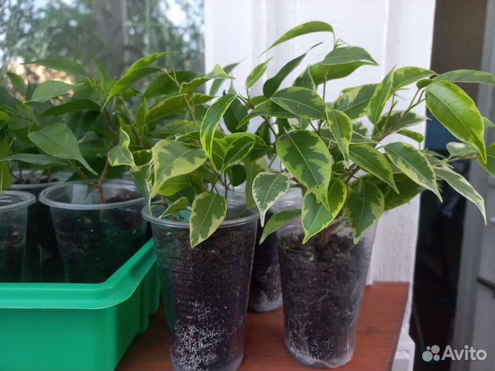 Фикус бенджамина пестролистный