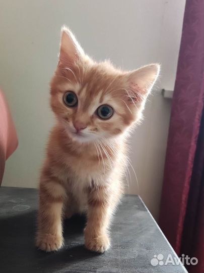Котёнок мальчик