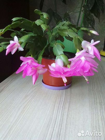 Шлюмбергера Розовая,Оранж.,Малина комнатные цветы