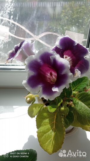 Глоксиния лист