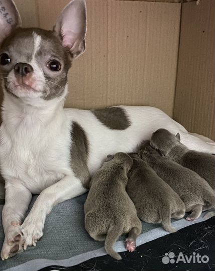 Щенки чихуахуа