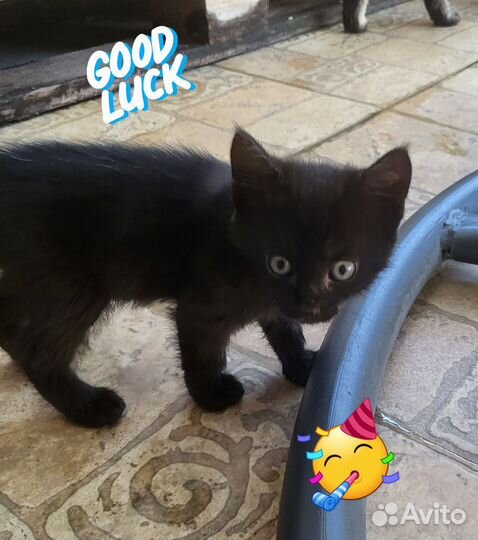 Отдам котенка