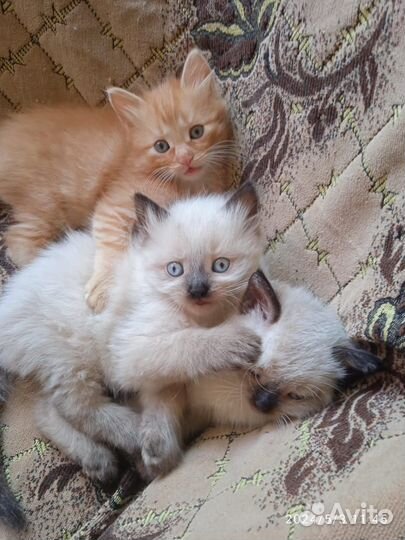 Котята в добрые руки мальчики