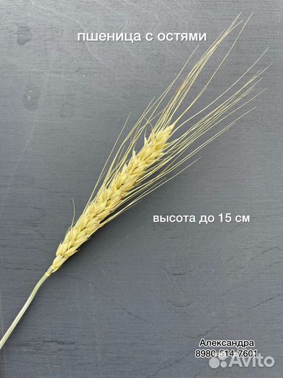 Пшеница сухоцвет для флористики