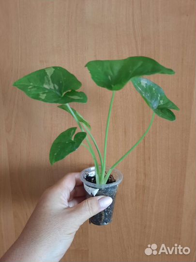 Сингониумы