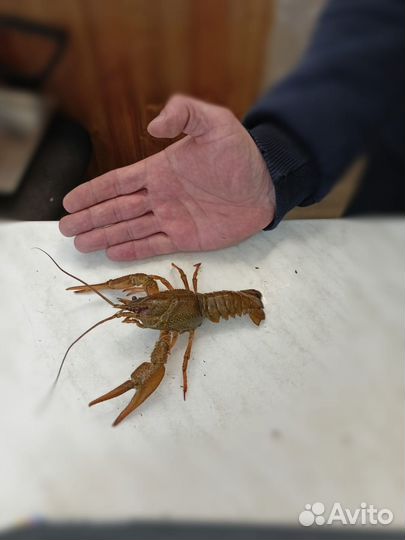 Живые и вареные раки