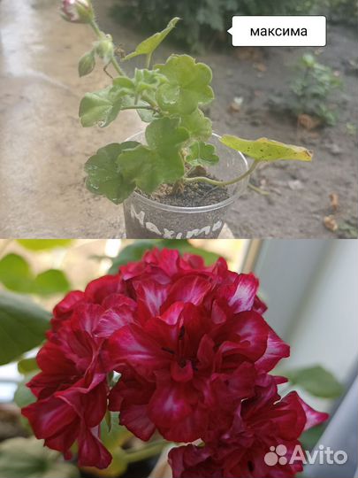 Пеларгония герань сортовая