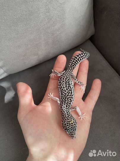 Геккон эублефар