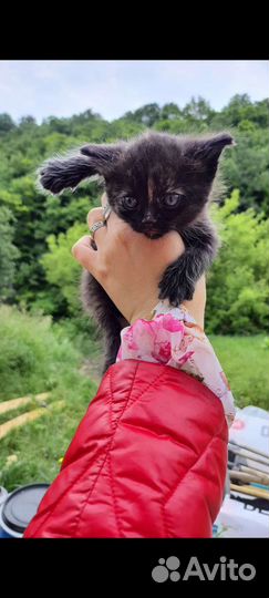 Котята в хорошие руки