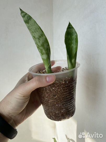 Сансевиерия две