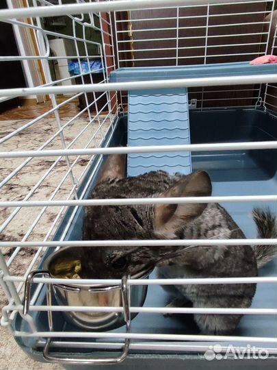 Домашние животные грызуны