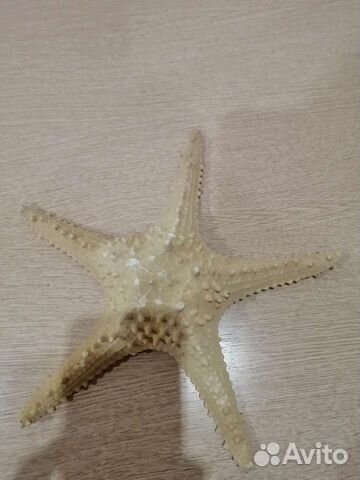 Морская звезда