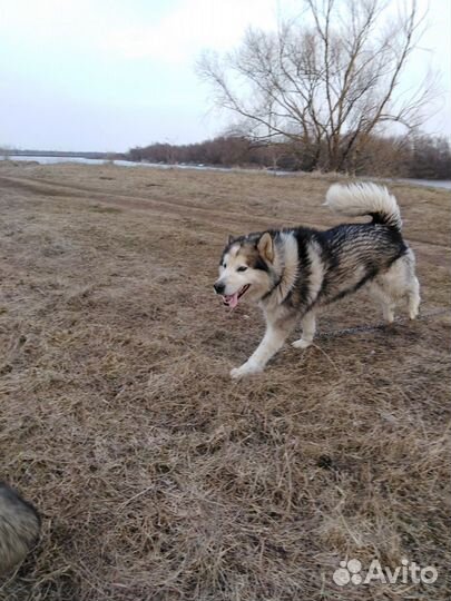 Маламут вязка Кармаскалы