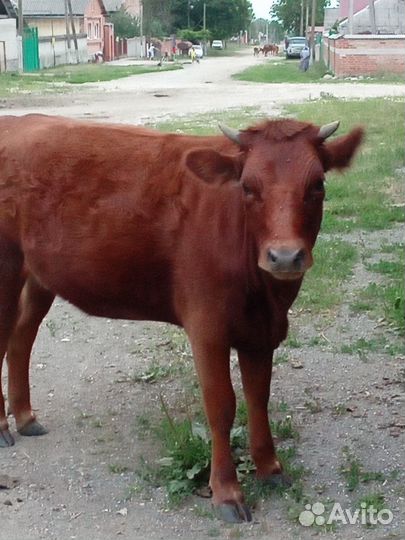 Продам телку