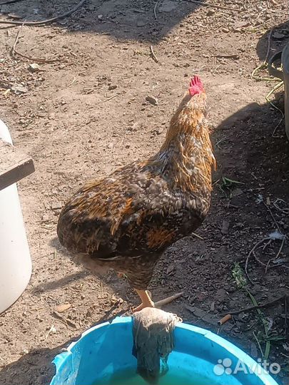 Молодые петухи