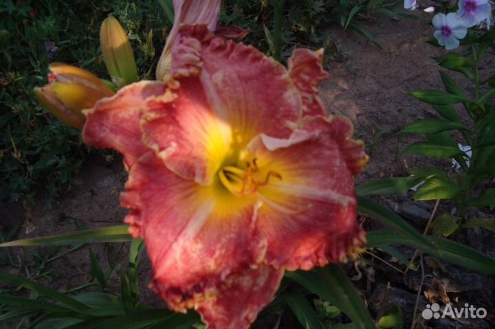 Садовые декоративные растения