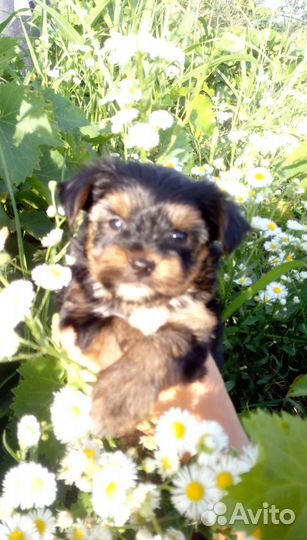 Йоркширский терьер щенок мальчик