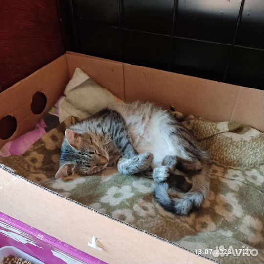 Котик в добрые руки