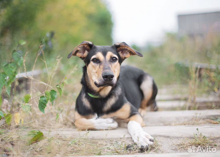 Собака в добрые руки