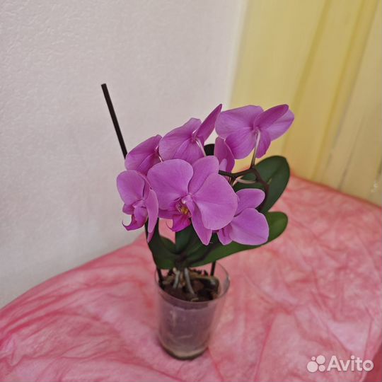 Орхидея фаленопсис