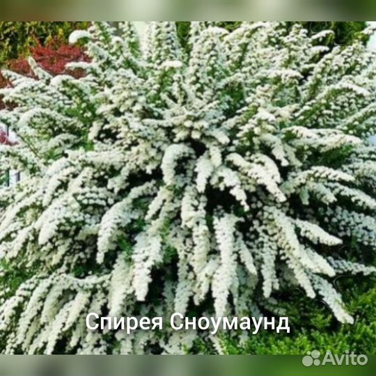 Саженцы для сада