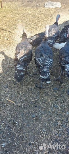 Индюки живым весом