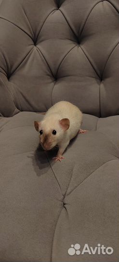 Крыса девочка