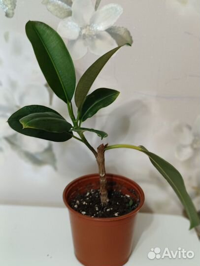 Спатифиллум