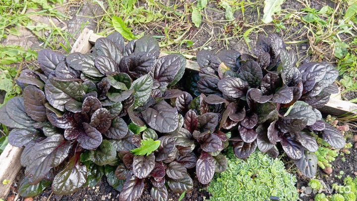 Живучка ползучая