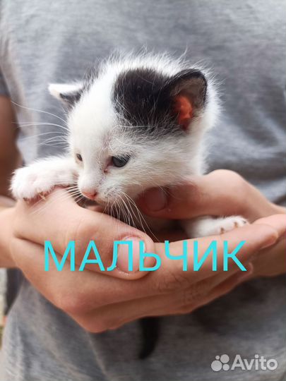 Котята;Черноморское Крым