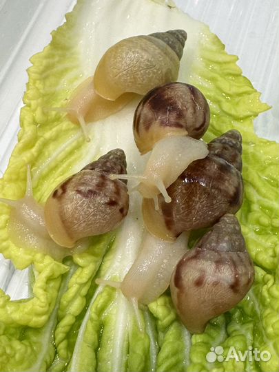 Улитки ахатины