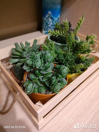 Суккуленты 2