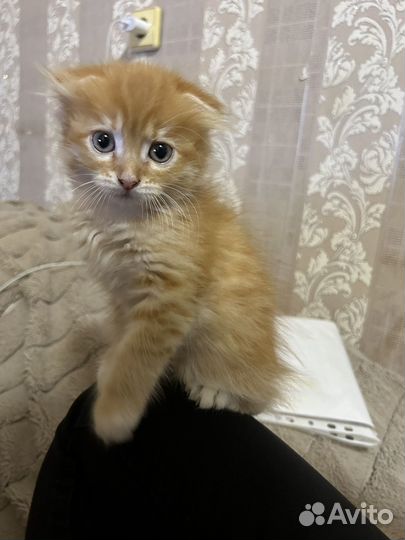Кошечка в добрые ручки