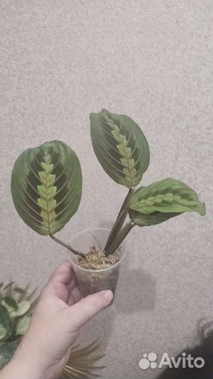 Маранта триколор