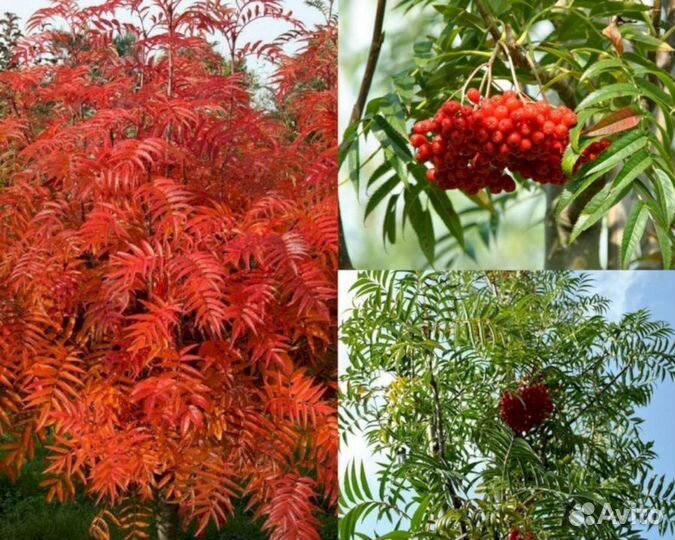 Саженцы рябины Додонг (декоративная)