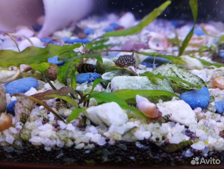 Меченосцы, сомики,растения