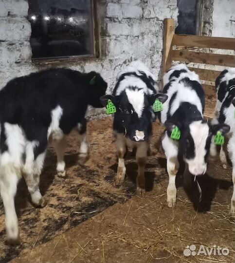 Телята бычки