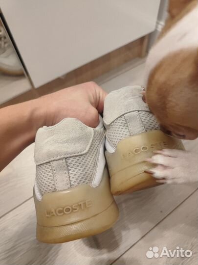 Кроссовки Lacoste оригинал
