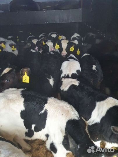 Телята бычки